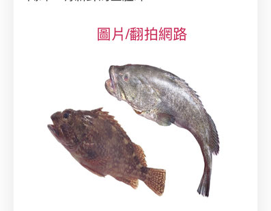 大陸禁止台灣石斑魚進口，今早農委會召開記者曾説明因應對策！