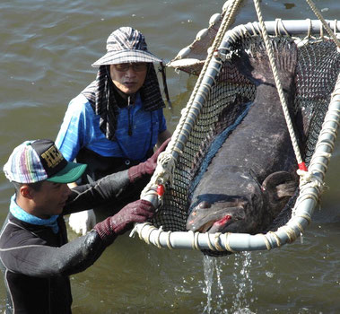 大陸禁止台灣石班魚進口，屏東是重大災區，蘇清泉講話了！